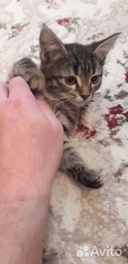 Котята в добрые руки бесплатно