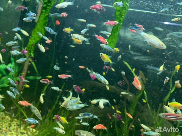 Аквариумные рыбки данио