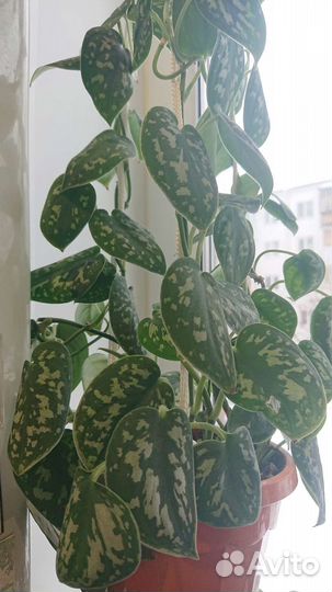 Сциндапсус росписной,Эпипремнум Энджой