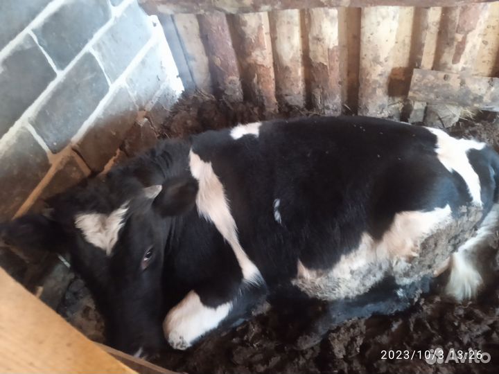 Бычки и быки 1 год