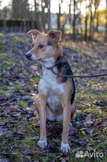 Симпатичная собака ищет дом в добрые руки
