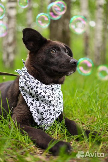 Щенку нужна семья