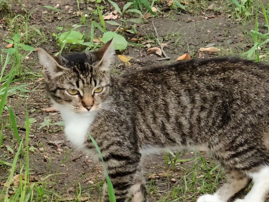 Кошка котёнок подросток в добрые руки