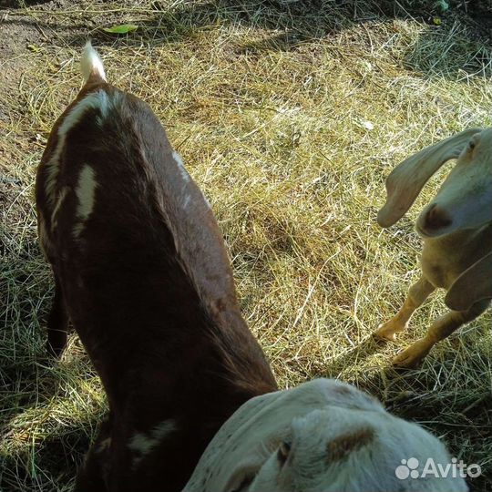 Коза нубийская