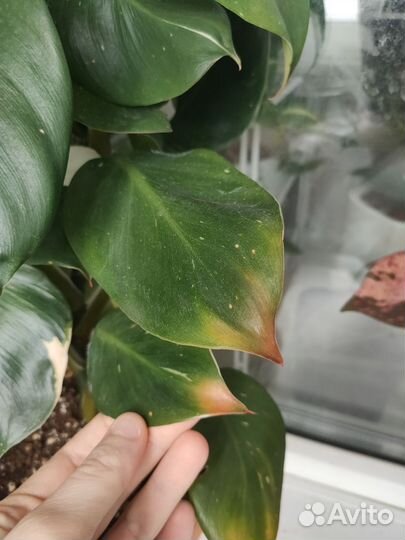 Филодендрон белый рыцарь
