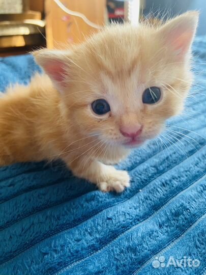 Котенок девочка