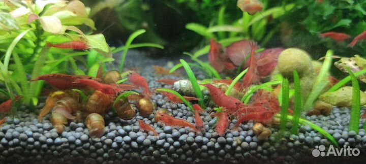 Аквариумные креветки,гуппи,грунт для аквариума