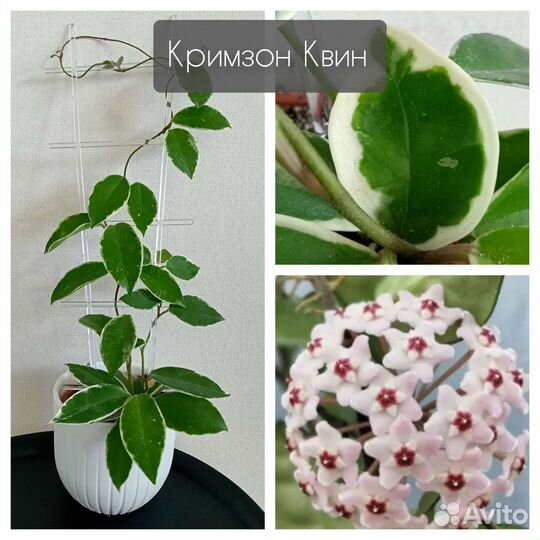 Растения разнообразные