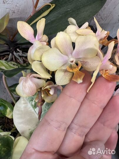 Орхидея фаленопсис Phal. Taiwan Leopard