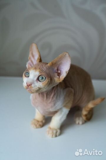 Котята девон-рекс