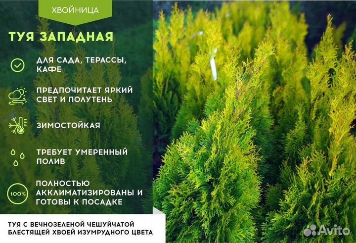 Туя сортовая Смарагд, Брабант,Колумна