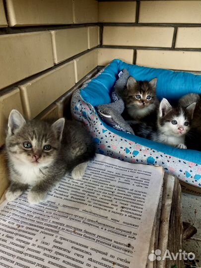 Котята в добрые руки
