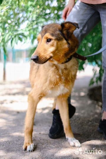 Очаровательный пёс Лобзик