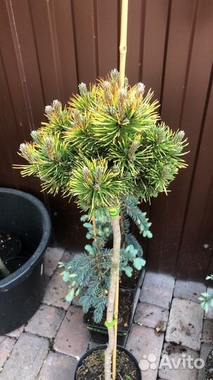 Сосна бенджамин, варелла, опхир и другие