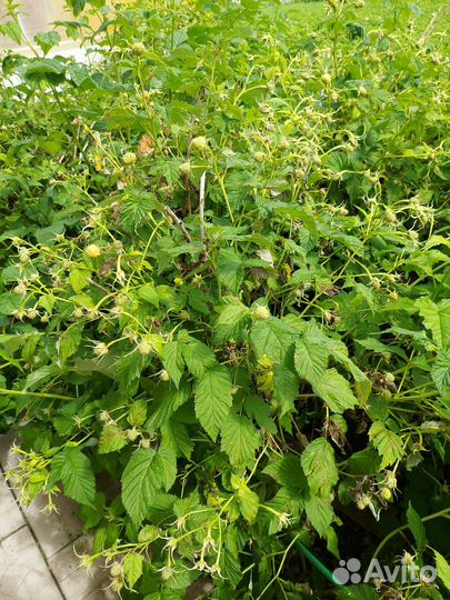 Сажанцы жёлтой малины