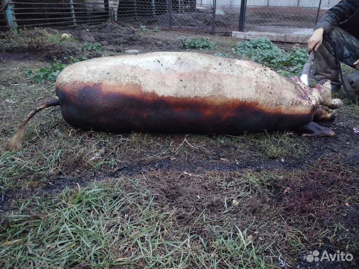 Мясо свинина домашняя