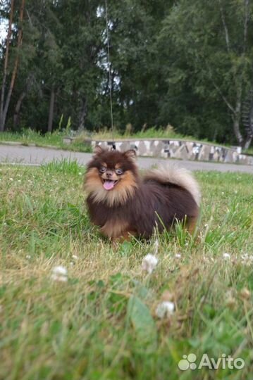 Померанский шпиц