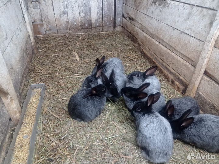 Кролики серебро