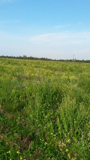 Участок 4 га (СНТ, ДНП)