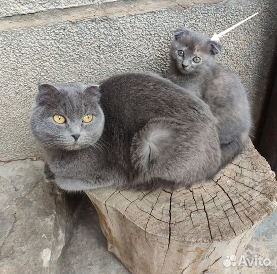 Шотландская вислоухая кошка бесплатно