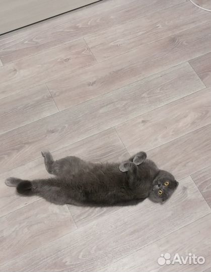 Отдам в добрые руки