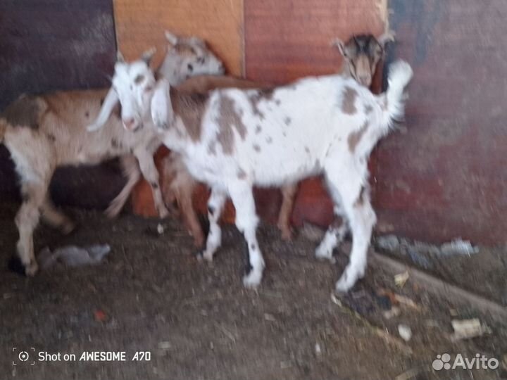Козлята мальчишки Англо нубийцы