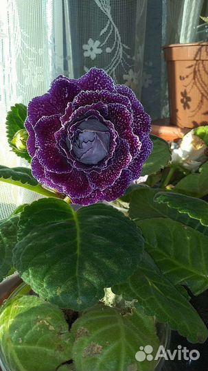 Глоксиния цветущая