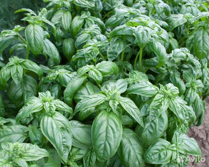 Семена Базилика 