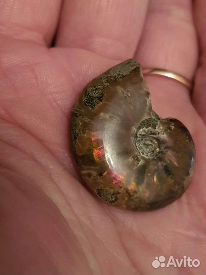 Опализированный аммонит