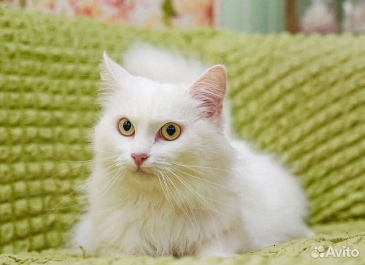 Пастила в добрые руки