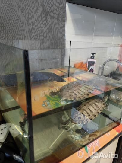 Террариум для красноухой черепахи