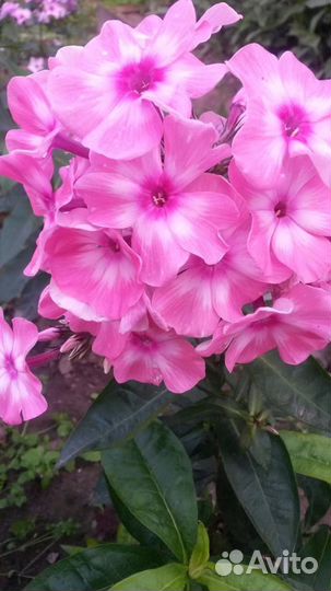 Сортовые флоксы