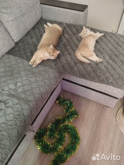 Британские котята золотая шиншилла