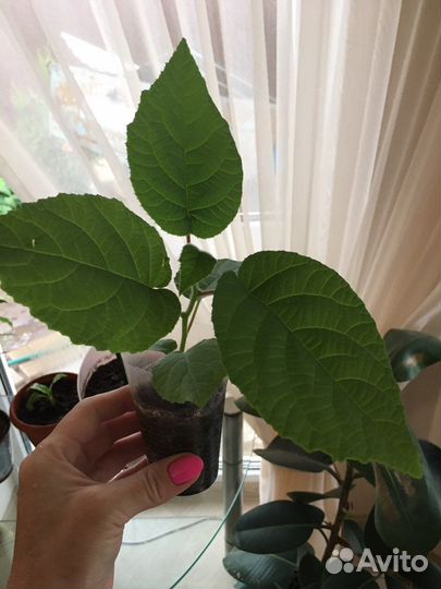 Саженцы киви