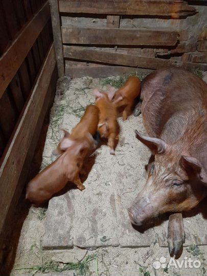 Поросята