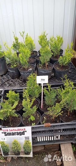 Саженцы Туи Смарагд Голд