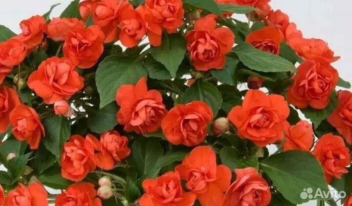 Бальзамины (Ванька мокрый)