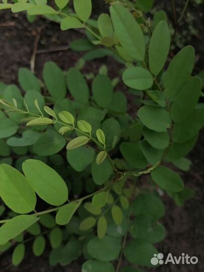 Акация белая