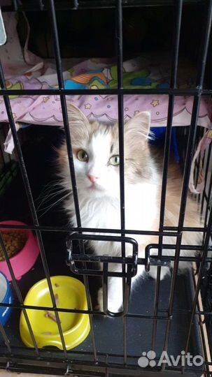 Кошка в дар бесплатно