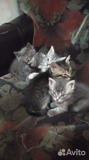 Котята в добрые руки бесплатно