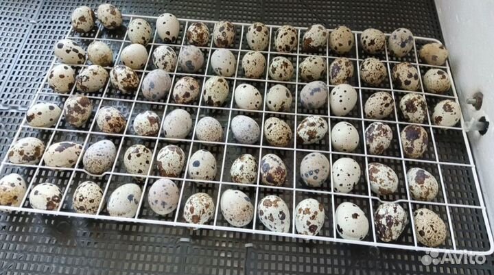 Решетка перепелиная для инкубатора