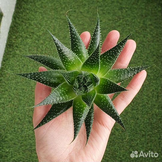 Алое остистое