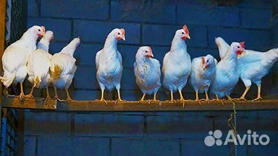 Куры несушки