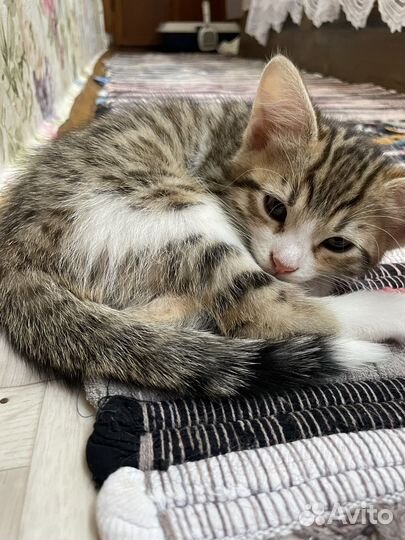 Котенок 2 месяца