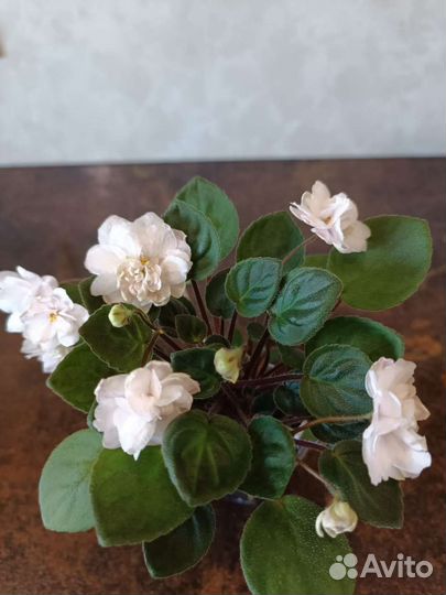 Излишки деток сортовых фиалок