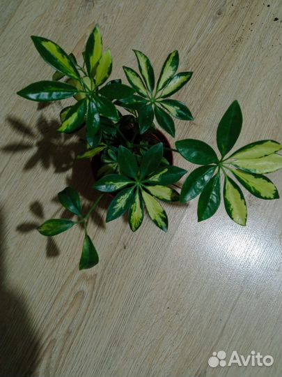 Сортовые гибискусы, кактус, монстера, шефлера