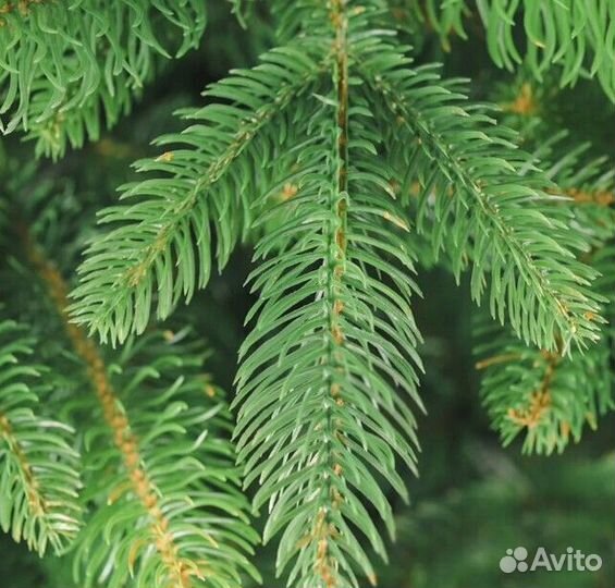 Елка искусственная новогодняя 180-250 см