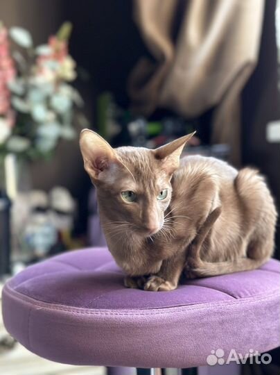 Ориентальная