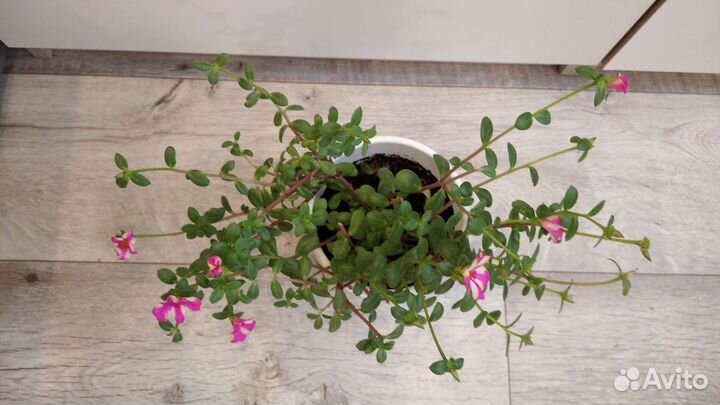 Фиттония, портулак