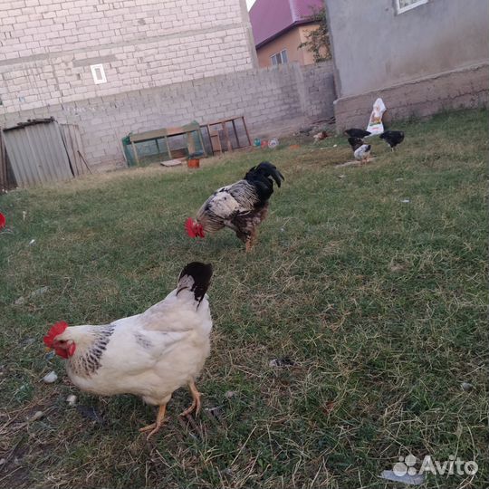 Куры и цыплята